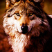 Wolves - wolves icon