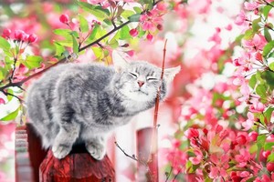 kitties for Spring Kitty 💕