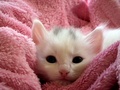Cute Little Kitten - the-cute-little-kitten photo