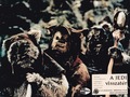 Ewoks | Star Wars: Episode VI - Return of the Jedi | Hungarian lobby card | 1983  - star-wars photo