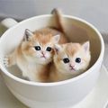 Teacup kitties - teacup-animals photo