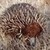  Quite obviously, this cute little guy is an echidna.