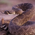 A fiesty rattlesnake