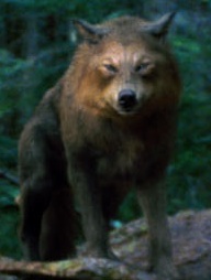  Which wolf is this?