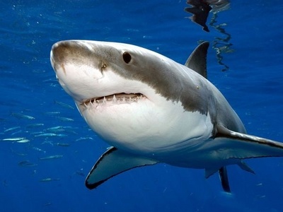  Great whites rely on their mass and speed and attack their prey head on.