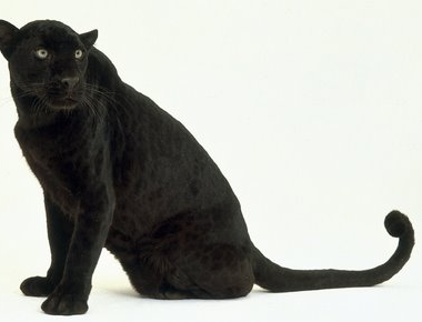  True ou False: "Black Panthers" are treated as a separate species?