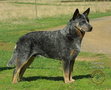  COUNTRY OF ORIGIN - Where is this breed from?