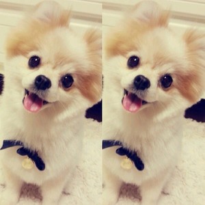 what is name of Yuri's Dog?