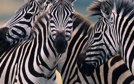  True oder False: A herd of zebras have the same stripe patterns.