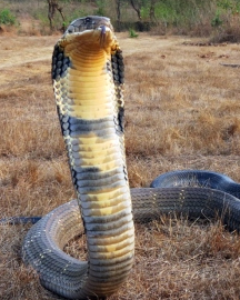  What is the average length of an adult King Cobra?