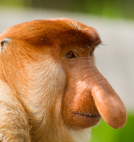  Proboscis monkey troops usually contain how many numbers?