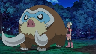 What gender is Dawn's Mamoswine?
