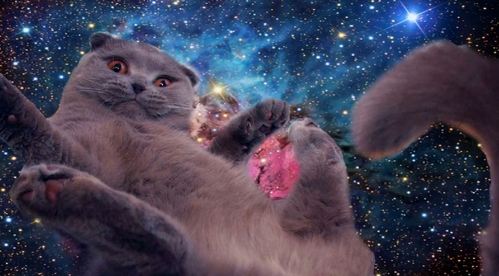  Which country was the first to put a cat in outer space?