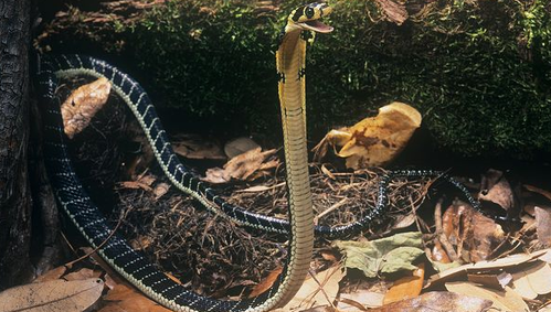  How long is an adult King Cobra?