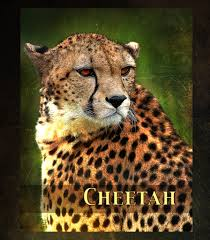  What Sound Does A Cheetah Make?