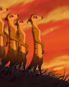  How many Meerkat appear in the opening of TLK ?
