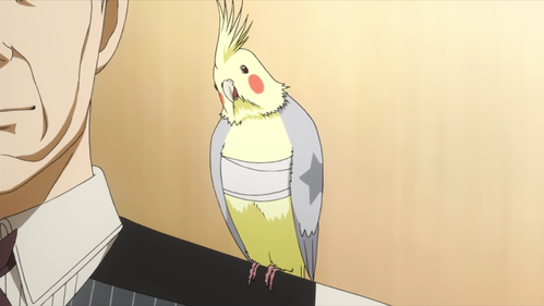  What is the name of this cockatiel loro ?