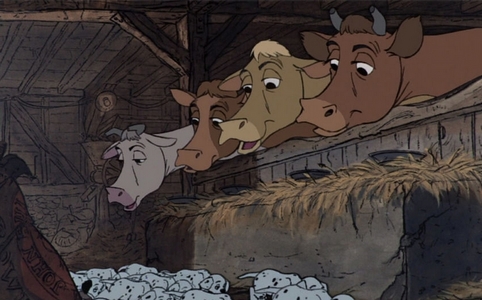  Who are these cows ?