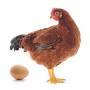  T/F: Hens are generally female.