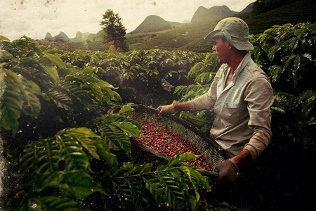  How many people in Brazil are employed por the coffee trade?
