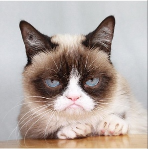  Grumpy Cat's real name is...
