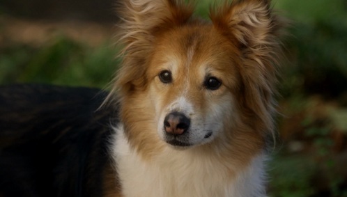  What is the name of this dog seen in Season 6?