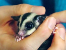  Which members owns two sugar gliders?