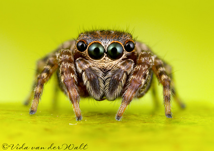  True 또는 false: Jumping spiders can jump.
