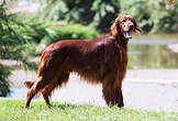 This is a Red Setter ?