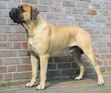  Bullmastiff's were once a crossbreed before they became their own, their original purpose was to...