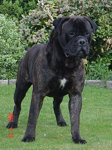  The Bullmastiff was known as...