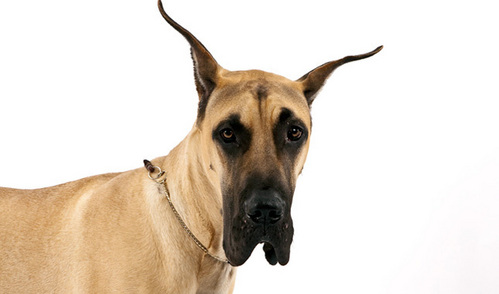 Are cropped ears beneficial in any way for dogs?