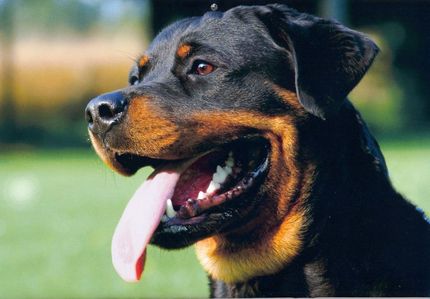 Rottweilers were known as...