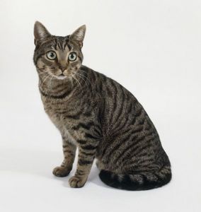  What kind of tabby is this?