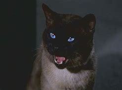  This cat is from which film ?