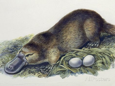 Is The Platypus An Egg Laying Mammal?