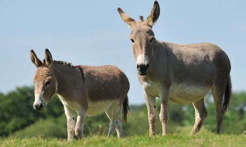  What do donkeys symbolize in Italian culture?