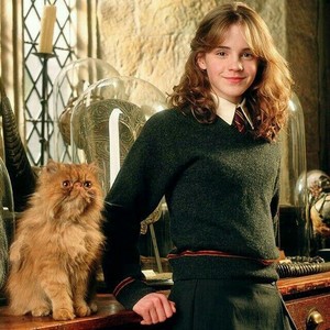  What is the name of Hermione Granger's cat?