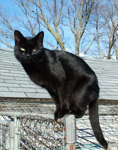 Black cats was considered a sign of evil and bad luck 
