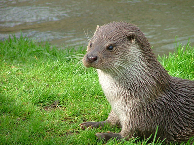 When did the Japanese River loutre became extinct?