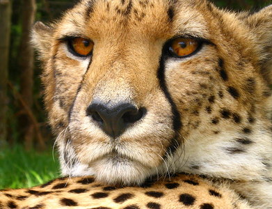  Are Cheetahs considered big cats?