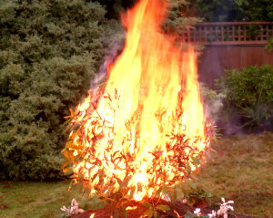 In 8x10 “Torn and Frayed”,  according to Castiel what would cause a bush to suddenly,  catch on fire?    