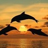 Dolphins at sunset Tatty86 photo