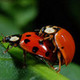 Ladybug573