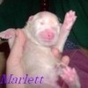Marlett,my youngest pup TheRealCharlott photo