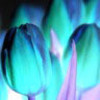 A blue flower that was originally pink. orkneymatrix photo