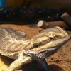 My lizard Hazel Willow_WI photo