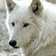 The-White-Wolf