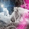 Pretty Tigers Sweetpop211 photo