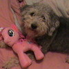 my dog with pinkie pie rosehedgehog222 photo